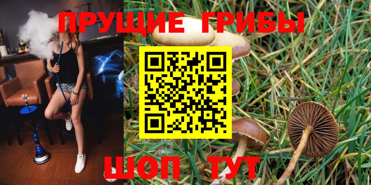 Псилоцибиновые грибы GOLDEN TEACHER Чернушка