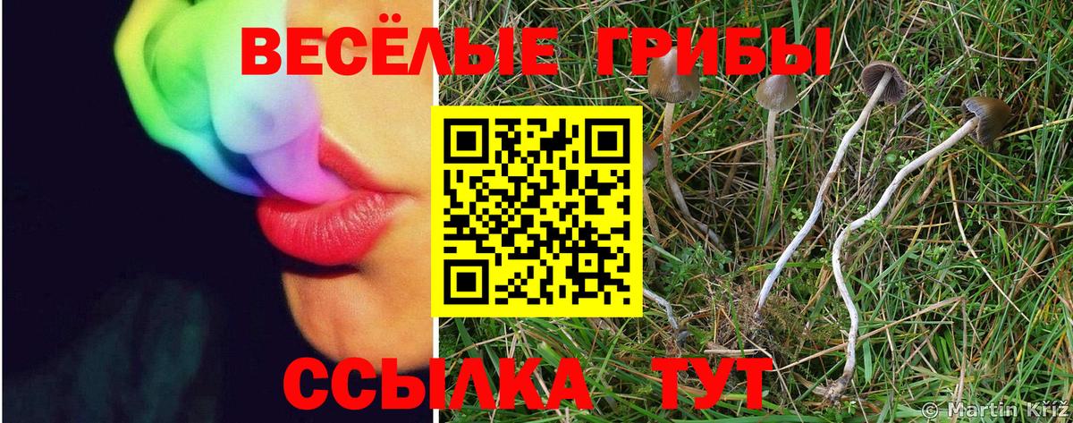 Галлюциногенные грибы MAGIC MUSHROOMS  Вход с VPN  Чернушка 